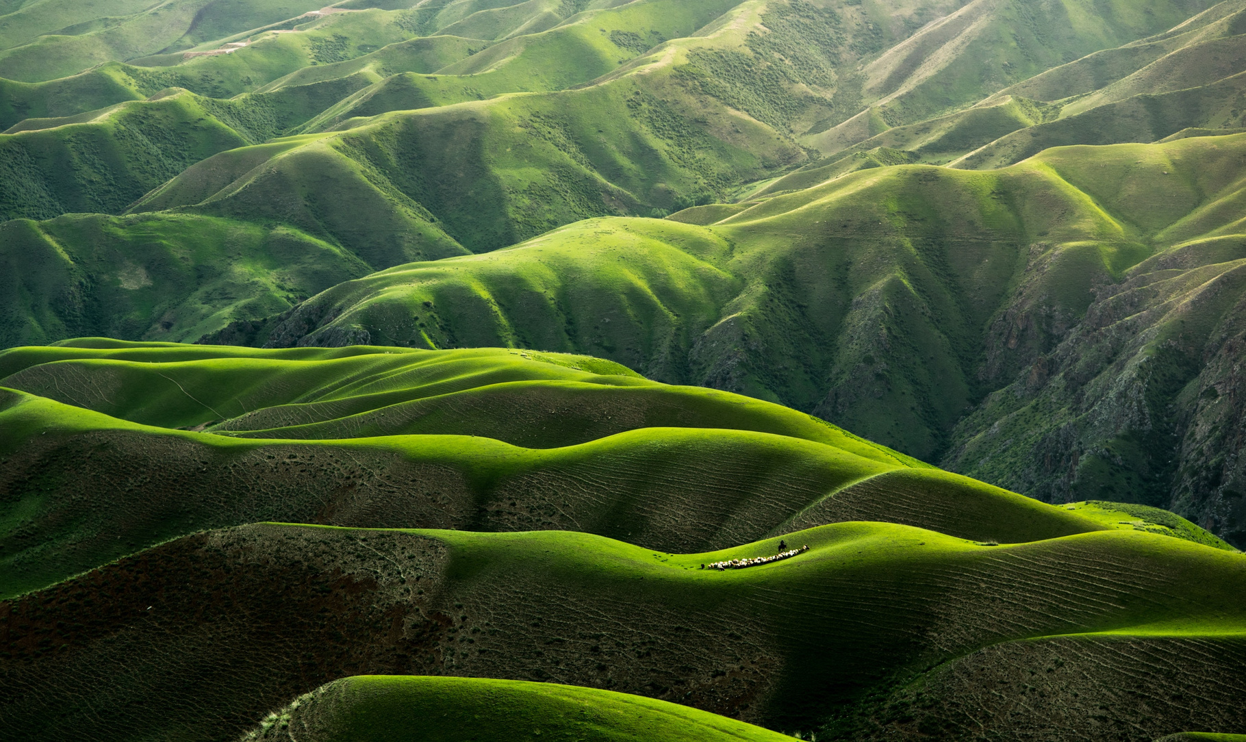 Beautiful Green Hills in the Field